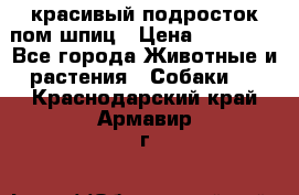 красивый подросток пом шпиц › Цена ­ 30 000 - Все города Животные и растения » Собаки   . Краснодарский край,Армавир г.